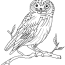 owl coloring pages and dozens more top