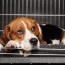 dog crate training pros cons tips