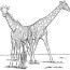 giraffe colouring pictures coloring home