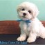 maltese puppy for sale rochester ny