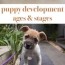 puppy development stages with growth