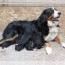 bernese mountain dog litter of puppies