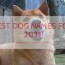 unique and best dog names for 2021