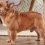 french bulldog dog breed