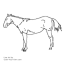 stock horse coloring page