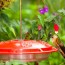 make your own hummingbird food the