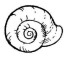 shell coloring pages 8 sea animals