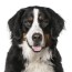 jm kennels licensed colorado dog breeder