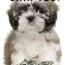 how much is a shih tzu budgeting for