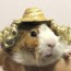 guinea pig fashion a japanese store