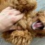 tips for your teething puppy iams
