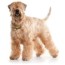 6 best wheaten terrier breeders in