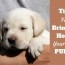 new puppy checklist preparing your