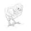 baby chick coloring pages chicken