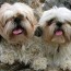 are shih tzu better in pairs here s