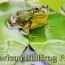 american bullfrog facts for kids